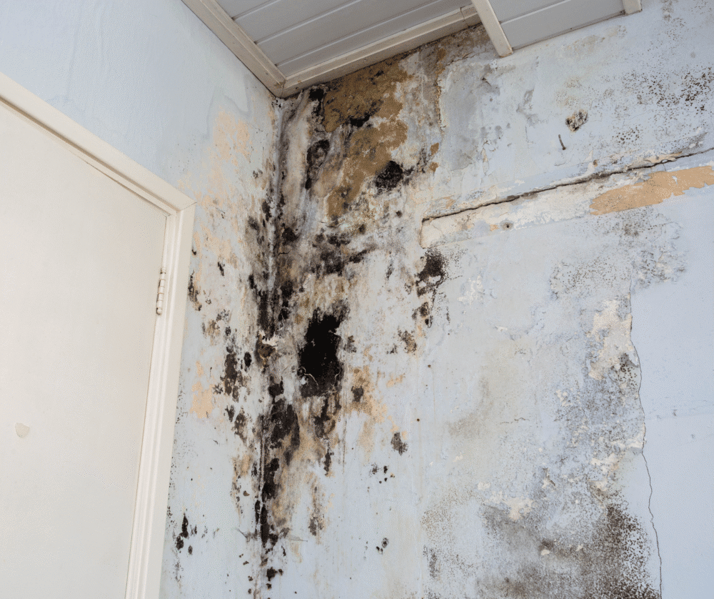 Learn how to avoid mold after storms