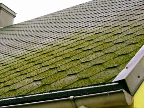 mossy roof tiles